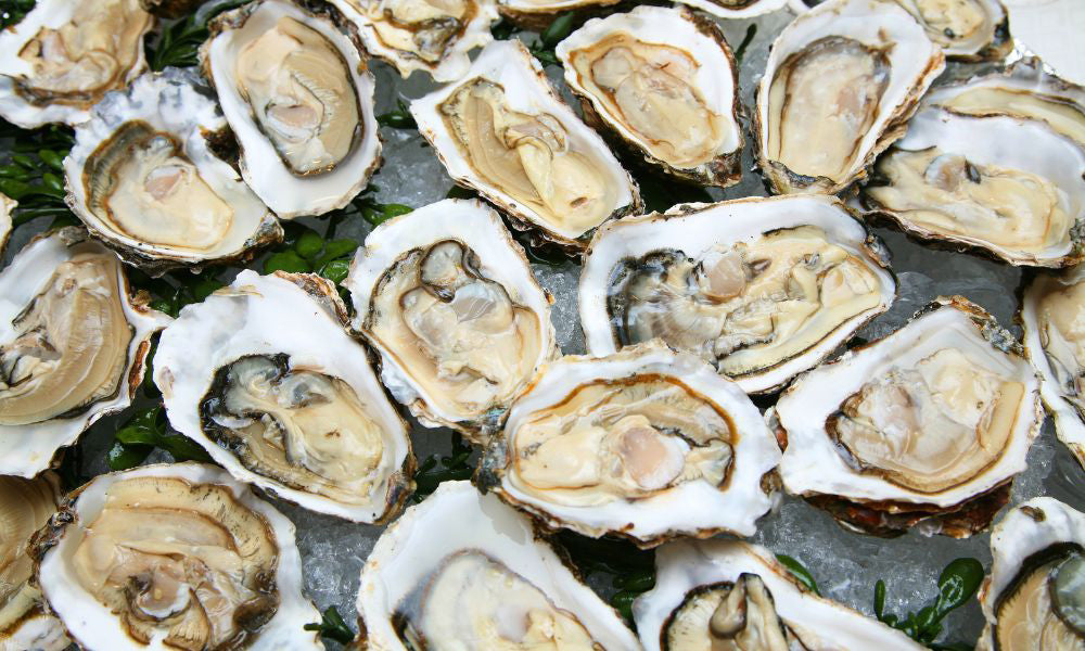 Closeup of open oysters resting on crushed ice